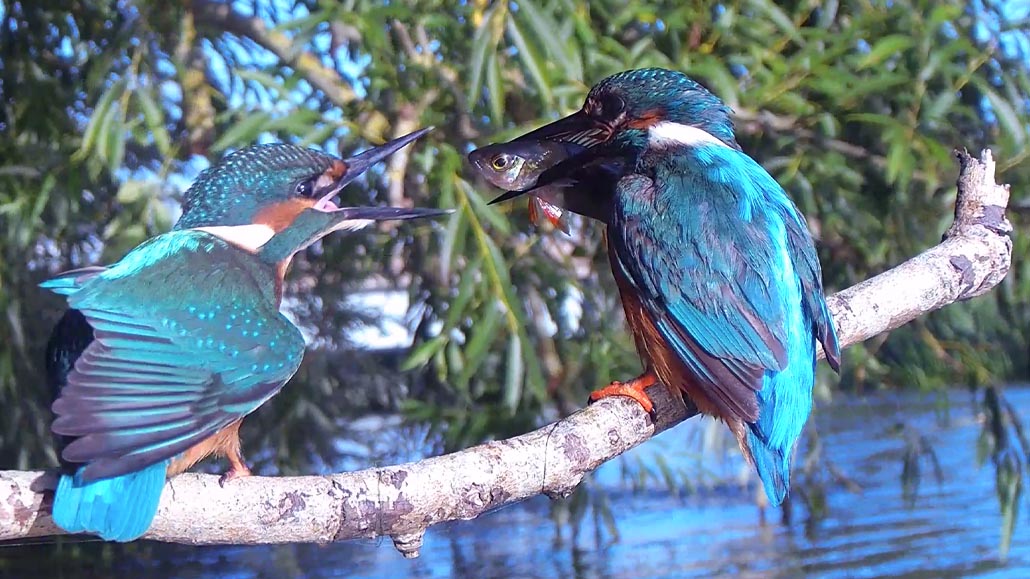 2 young kingfisher fledglings