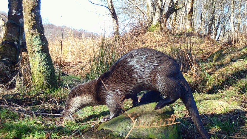 filming otters on Mull
