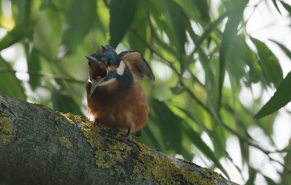 young kingfisher