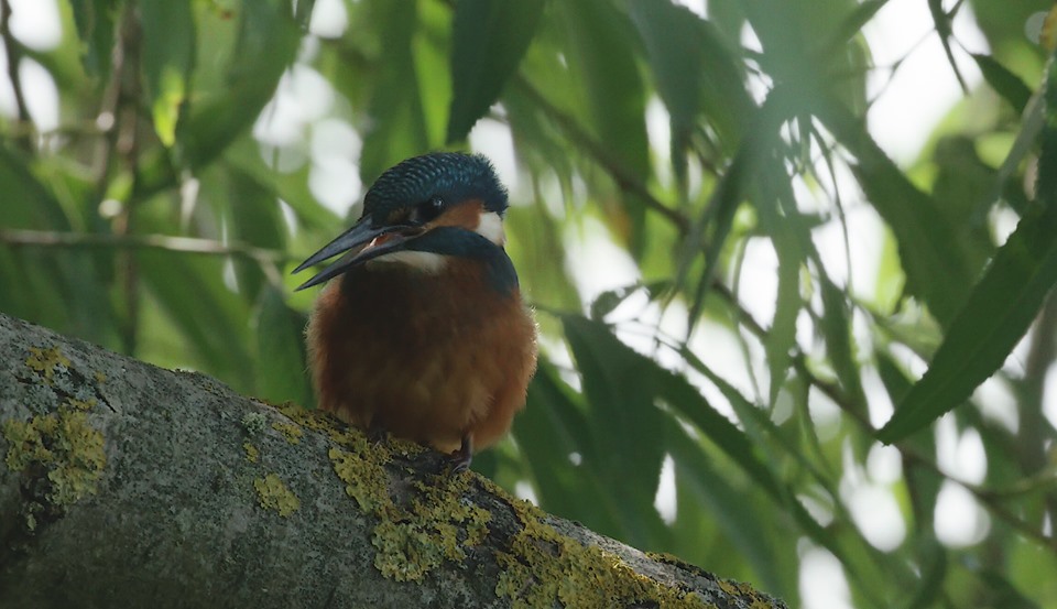 kingfisher fledgling