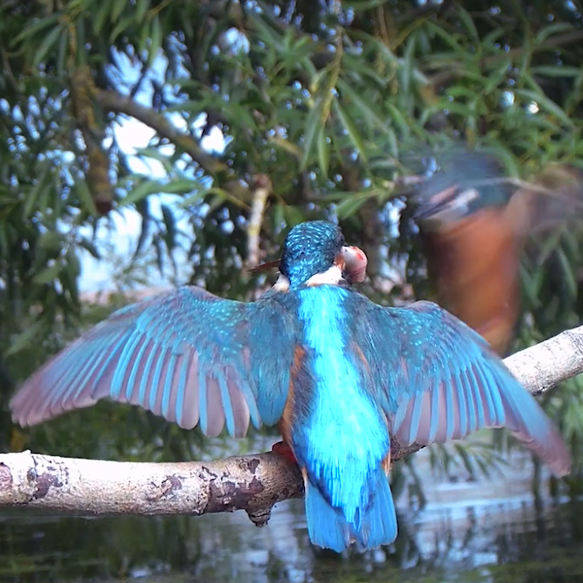 kingfishers