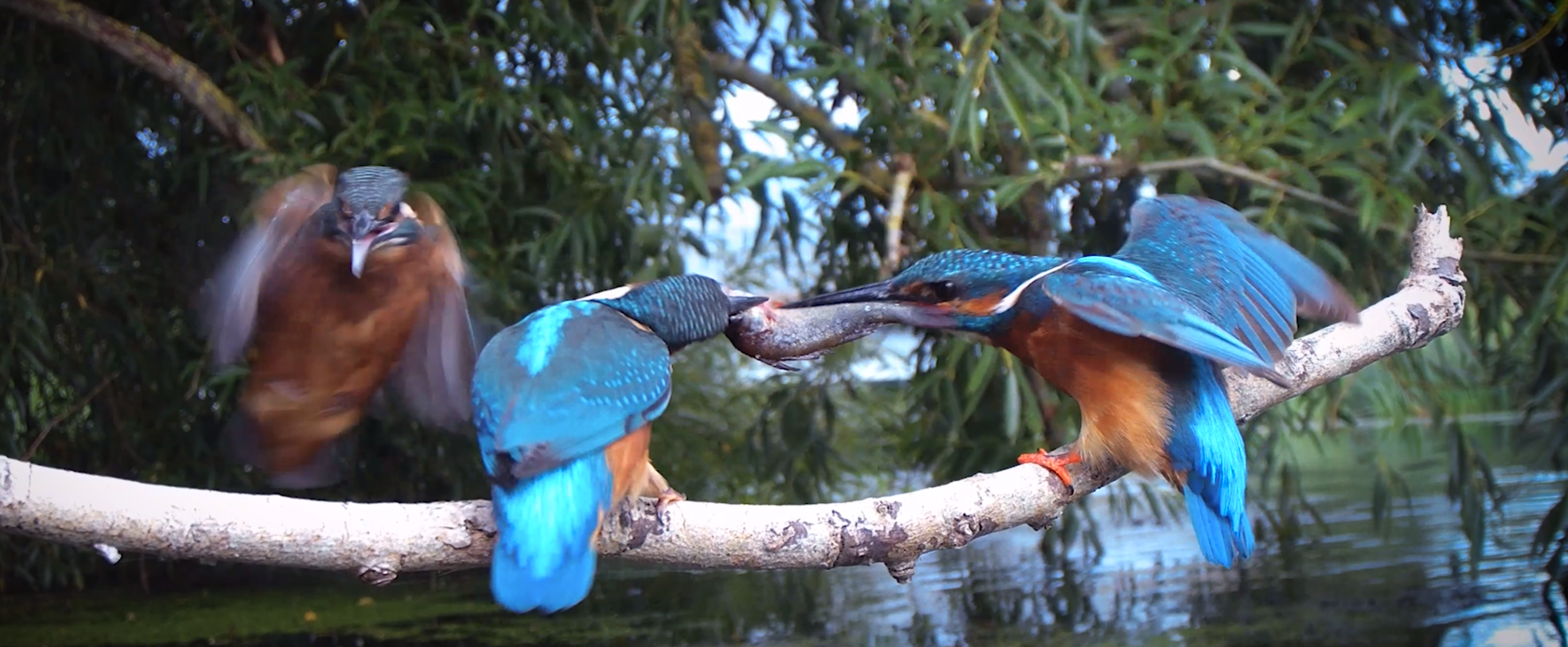 kingfishers steals fish