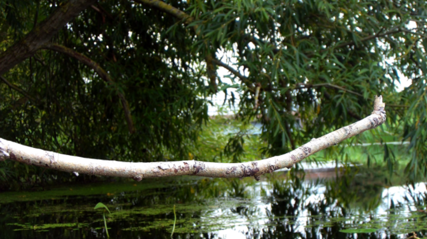 a kingfisher perch