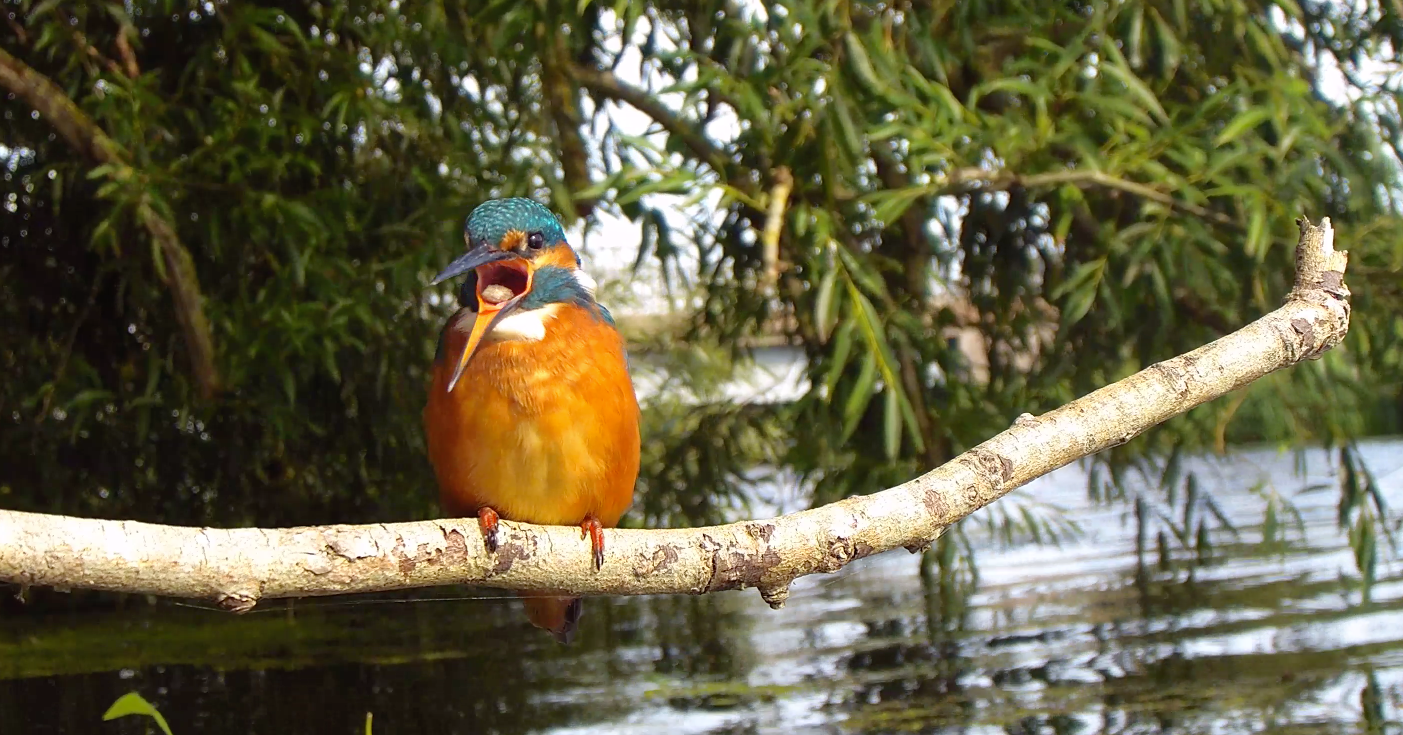 kingfisher expelling pellet