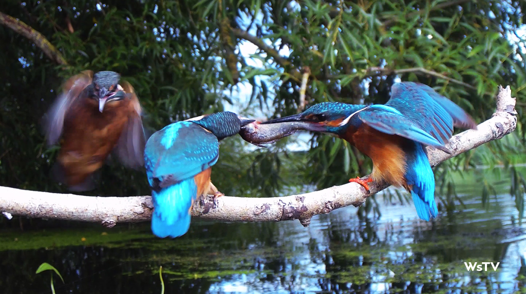 3 Kingfishers on perch