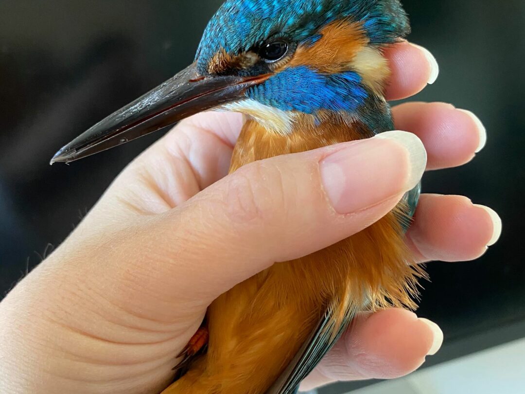 Kingfisher in my hand