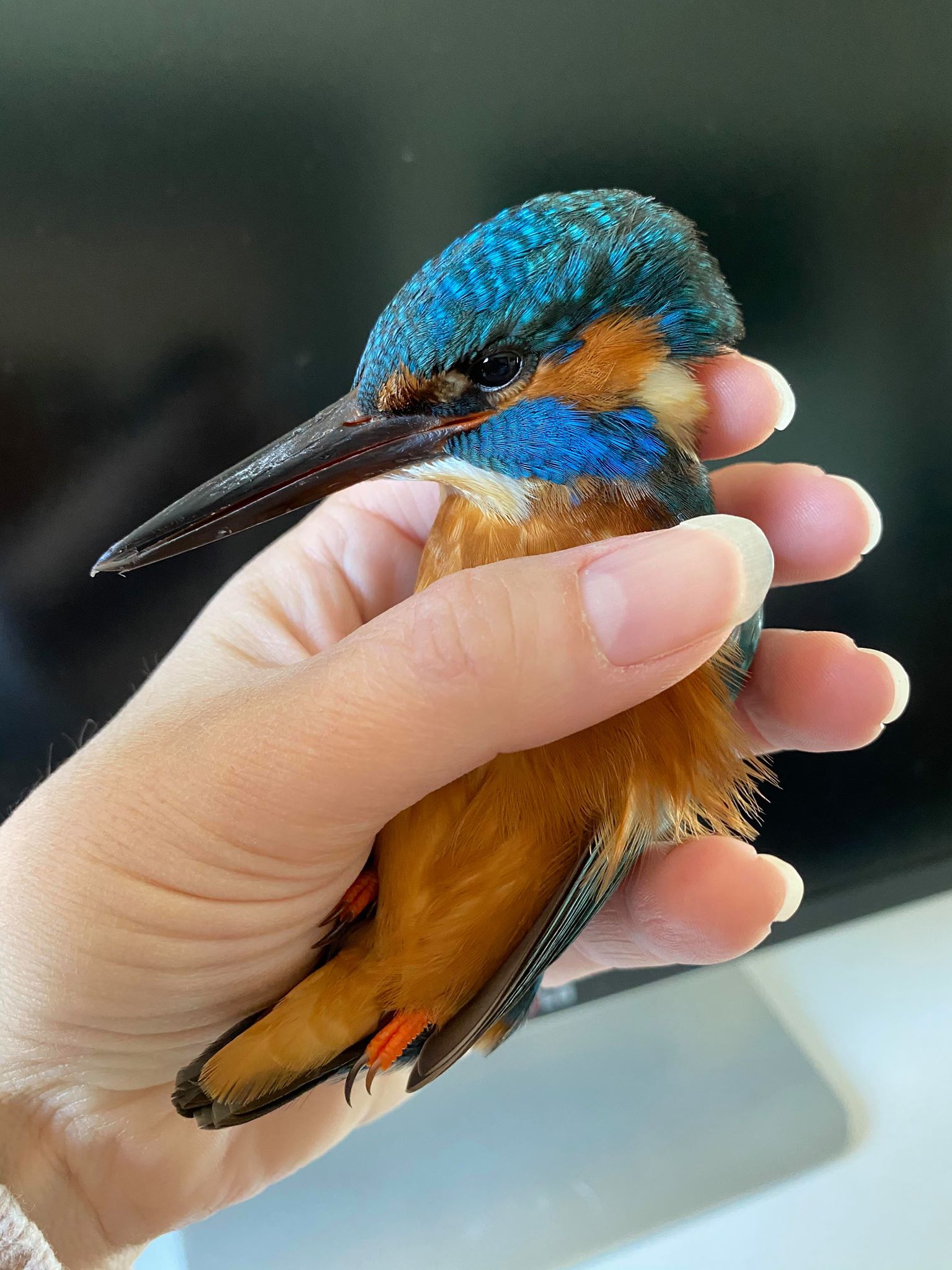 Kingfisher in my hand