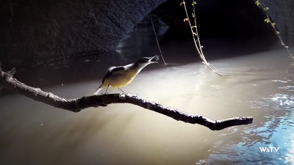 Grey wagtail catches fly