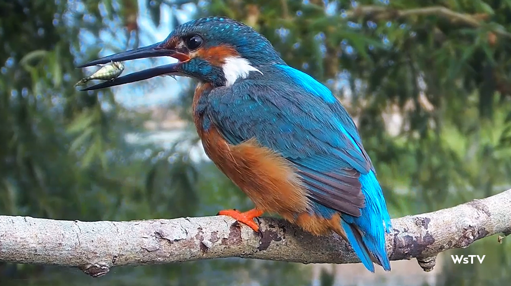 kingfisher catches a small fish