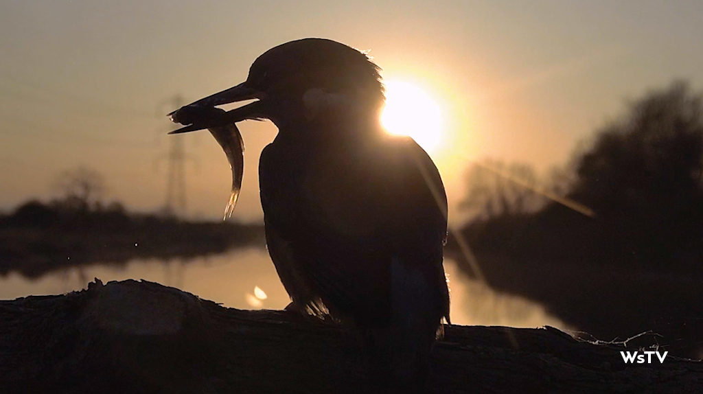 kingfisher catches fish in the sunset