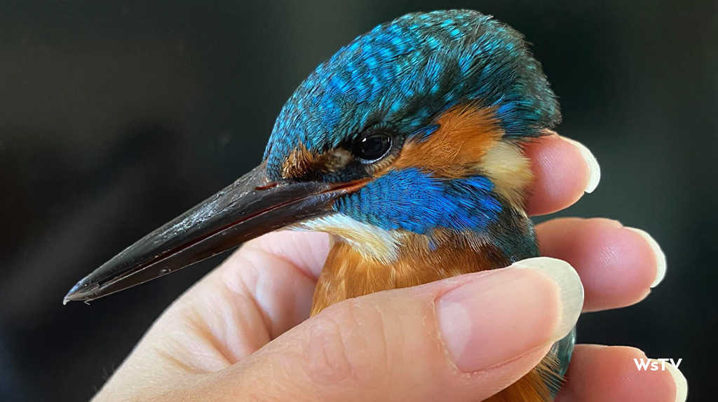 Kingfisher on my hand