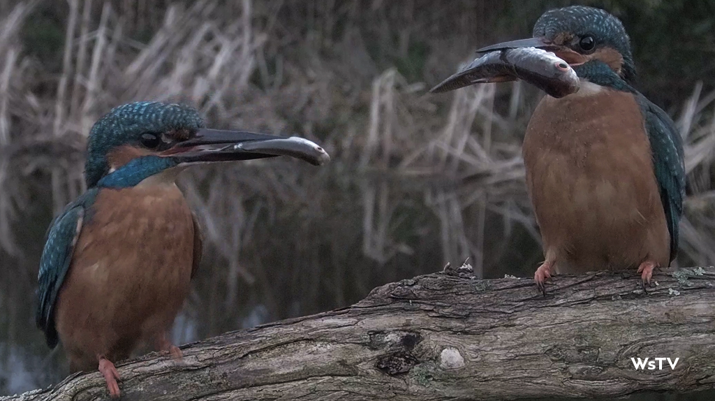 Kingfishers Courting