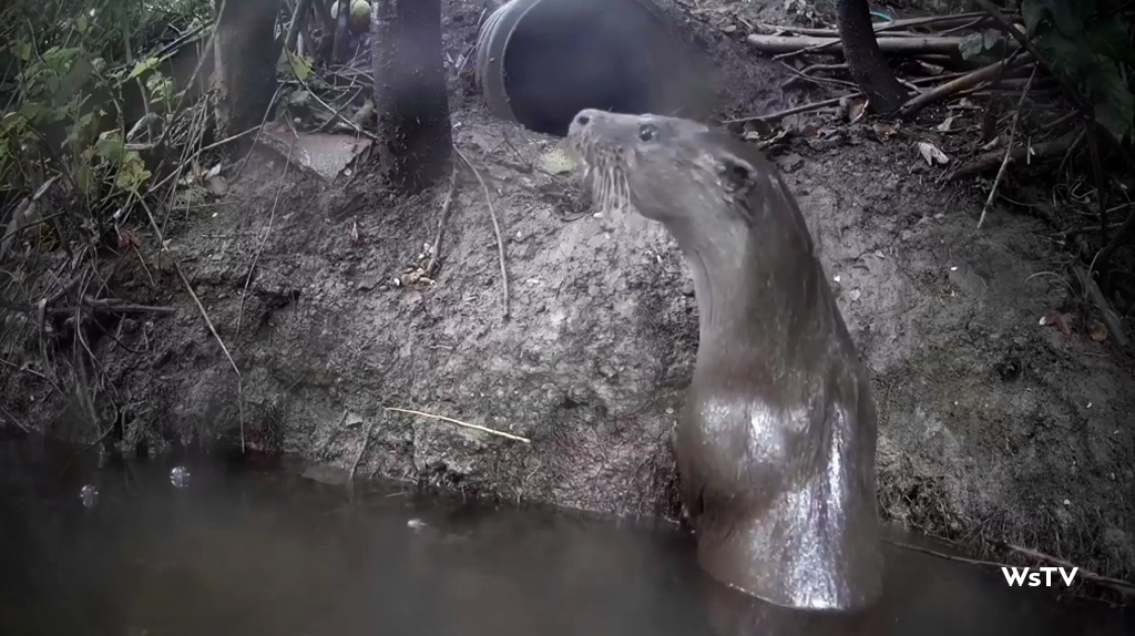 a clip of an otter and a kingfisher