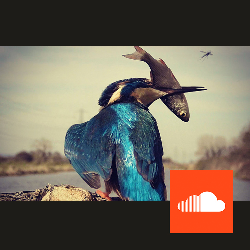 Wildlife podcast by WildstreamTV