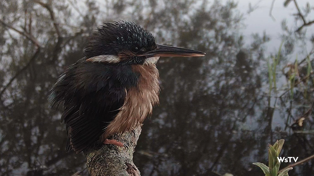 kingfisher bathing