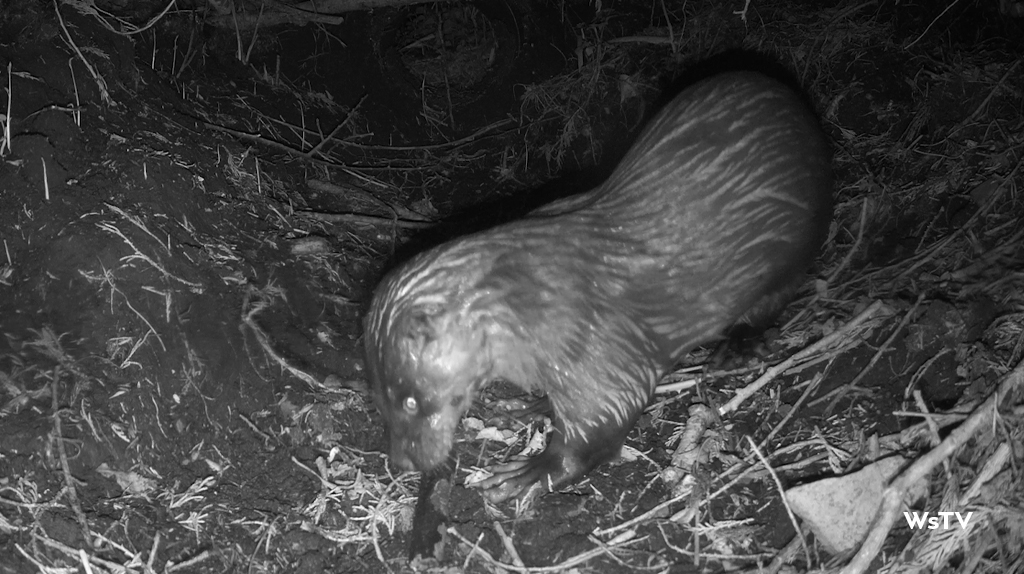 wild otter cub footage