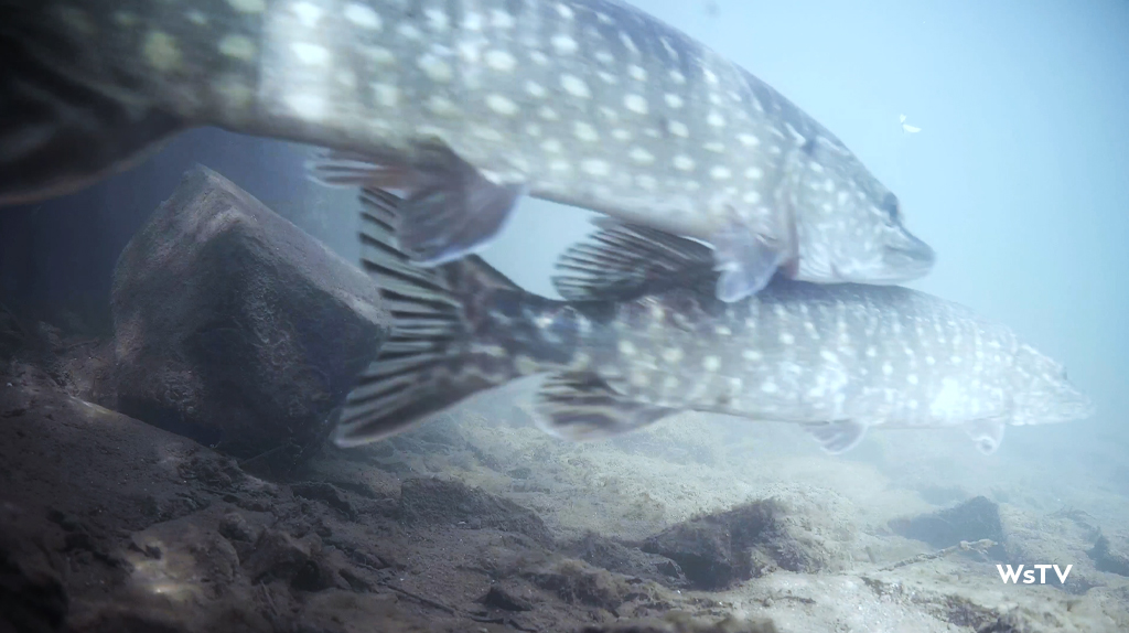 underwater cam of Pike and eels