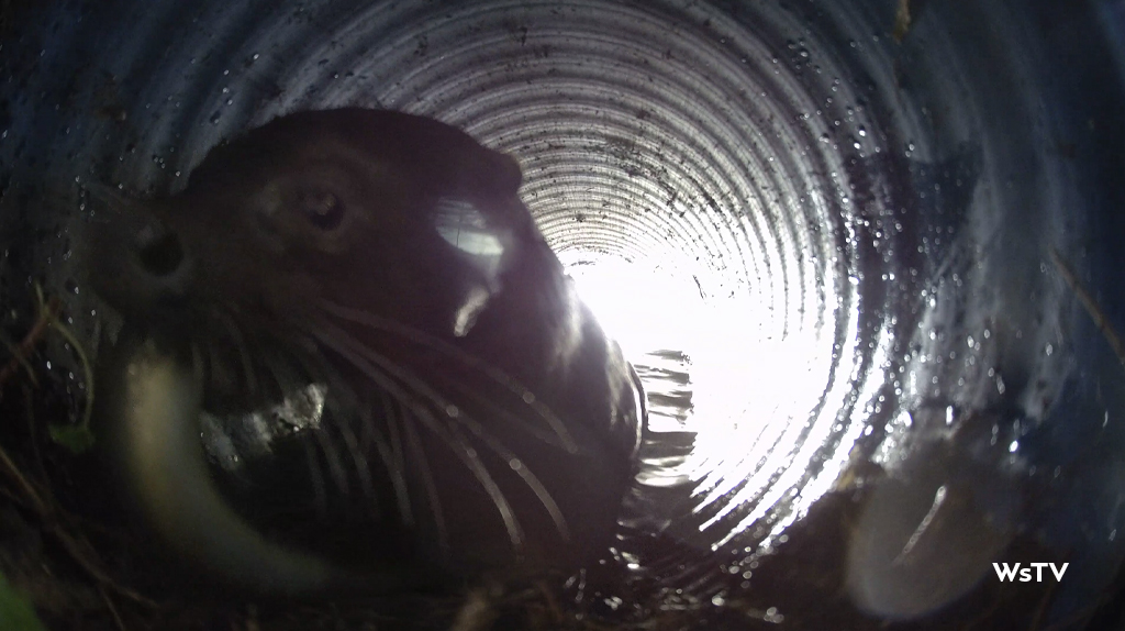 wild otter catches eel