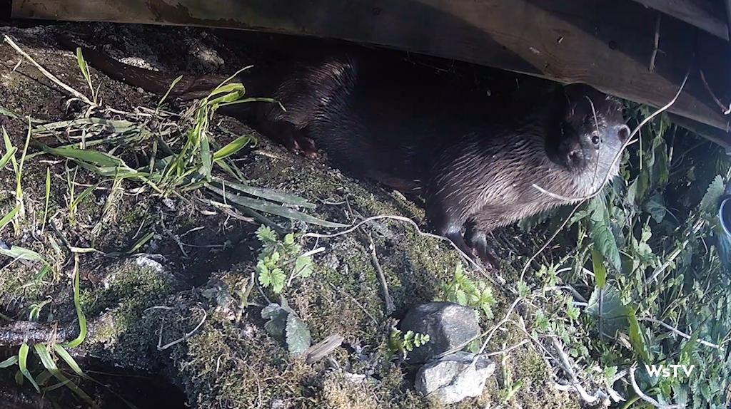 wild otter in the daytime