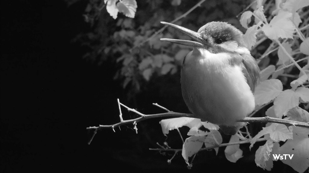 sleeping kingfisher