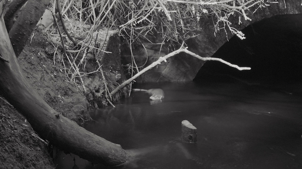 otter mum ad cub at holt