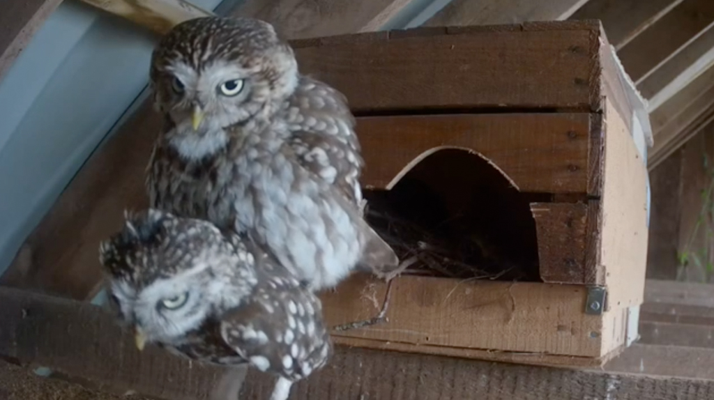 Little owls mating in Somerset